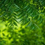 Neem