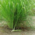 Lemongrass